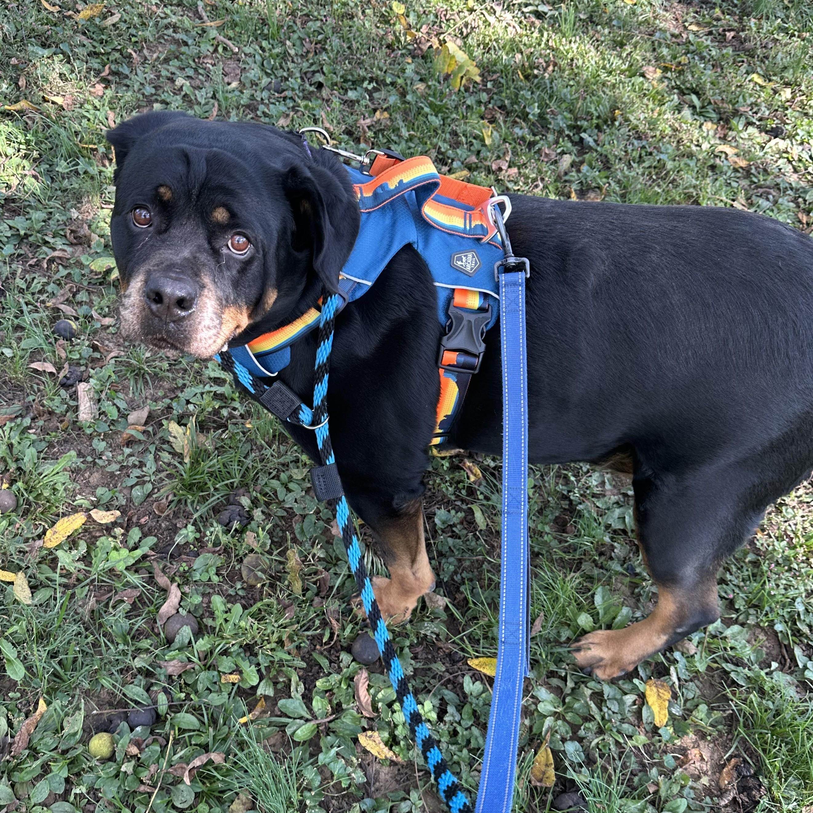 Enlarge Nikita, a Adoptable Rottweiler in Phoenixville, PA image 5/6