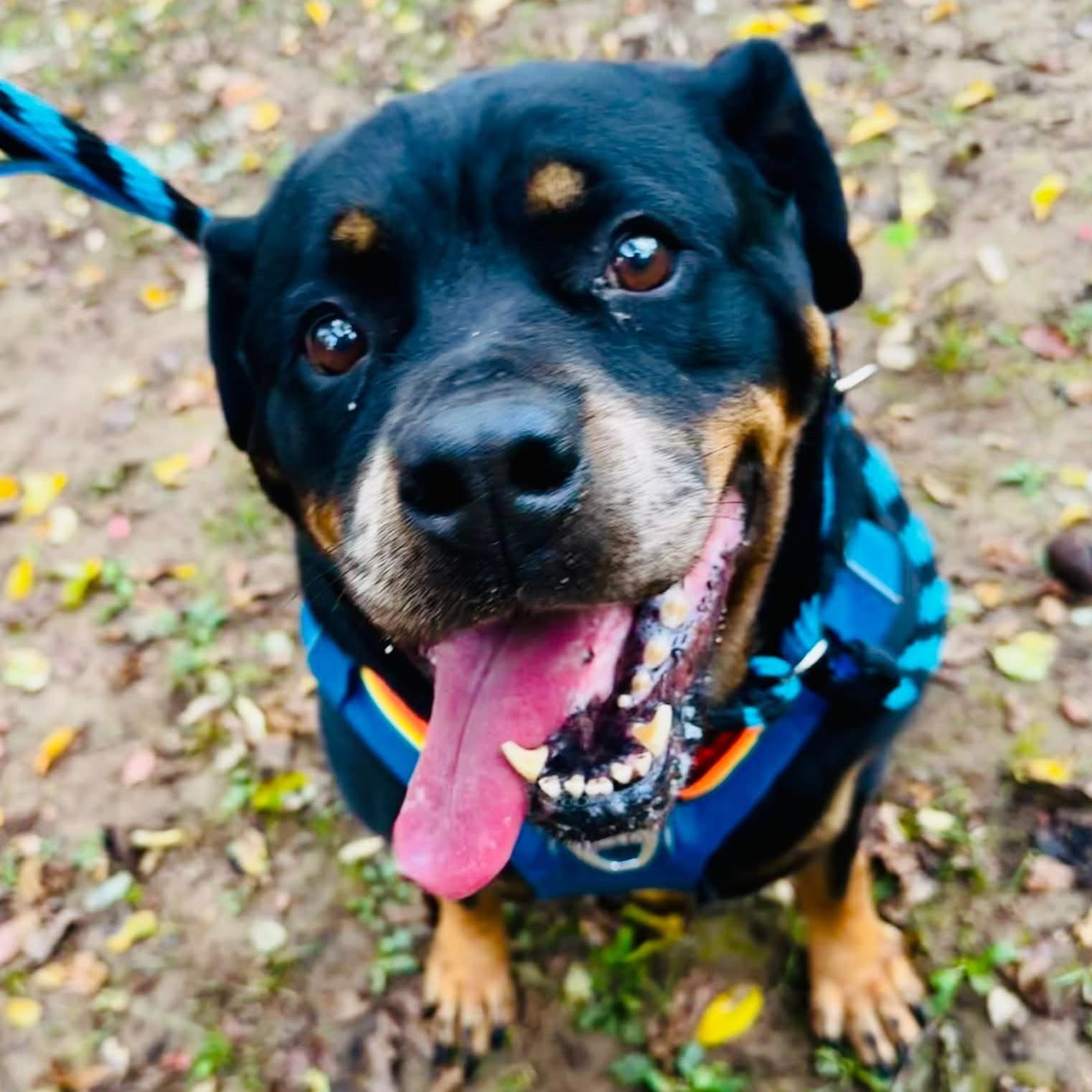 Enlarge Nikita, a Adoptable Rottweiler in Phoenixville, PA image 4/6