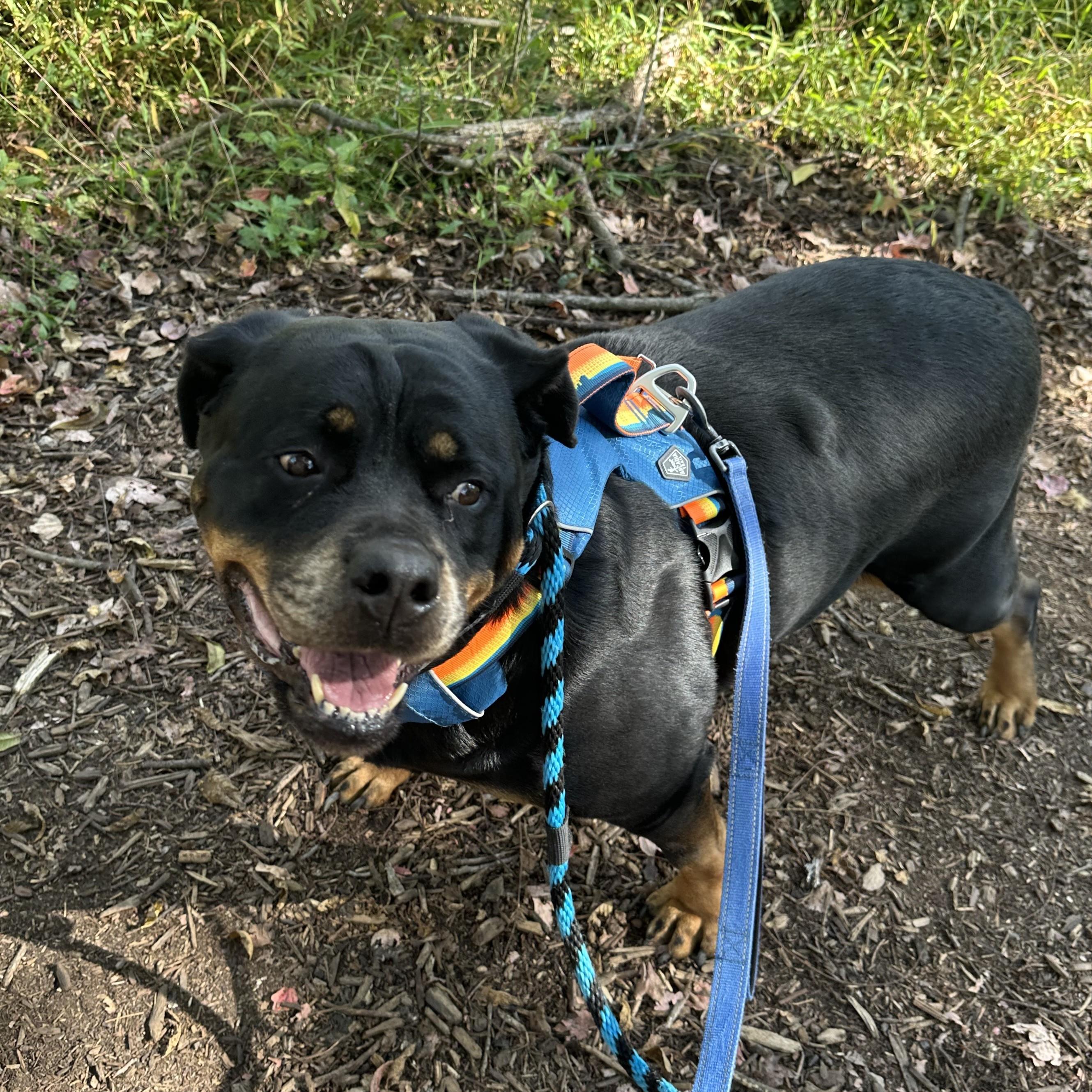 Enlarge Nikita, a Adoptable Rottweiler in Phoenixville, PA image 6/6