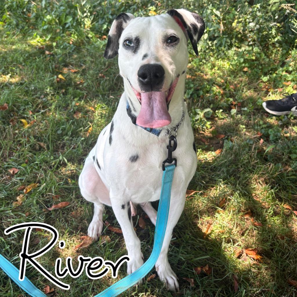 River, Adoptable, Young Male Dalmatian.