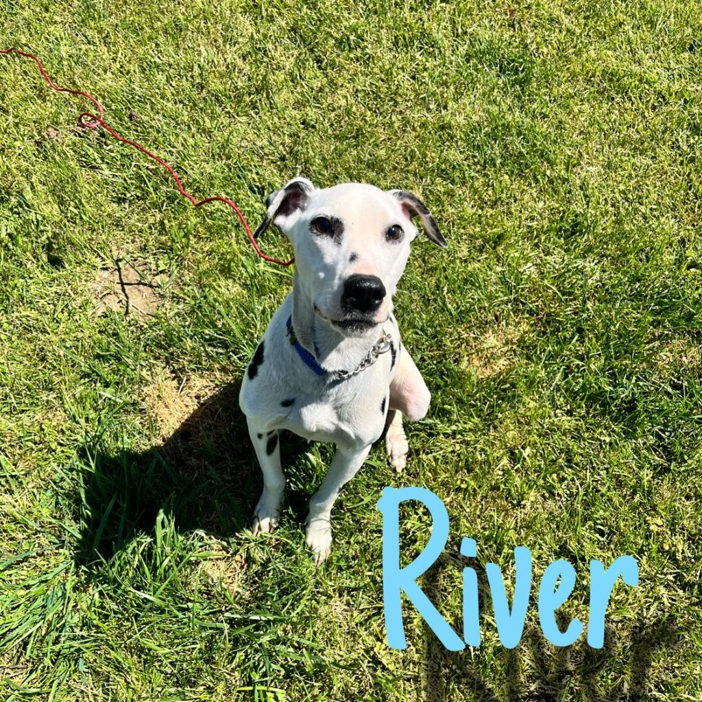 Enlarge River, a Adoptable Dalmatian in Hillsboro, OH image 1/5