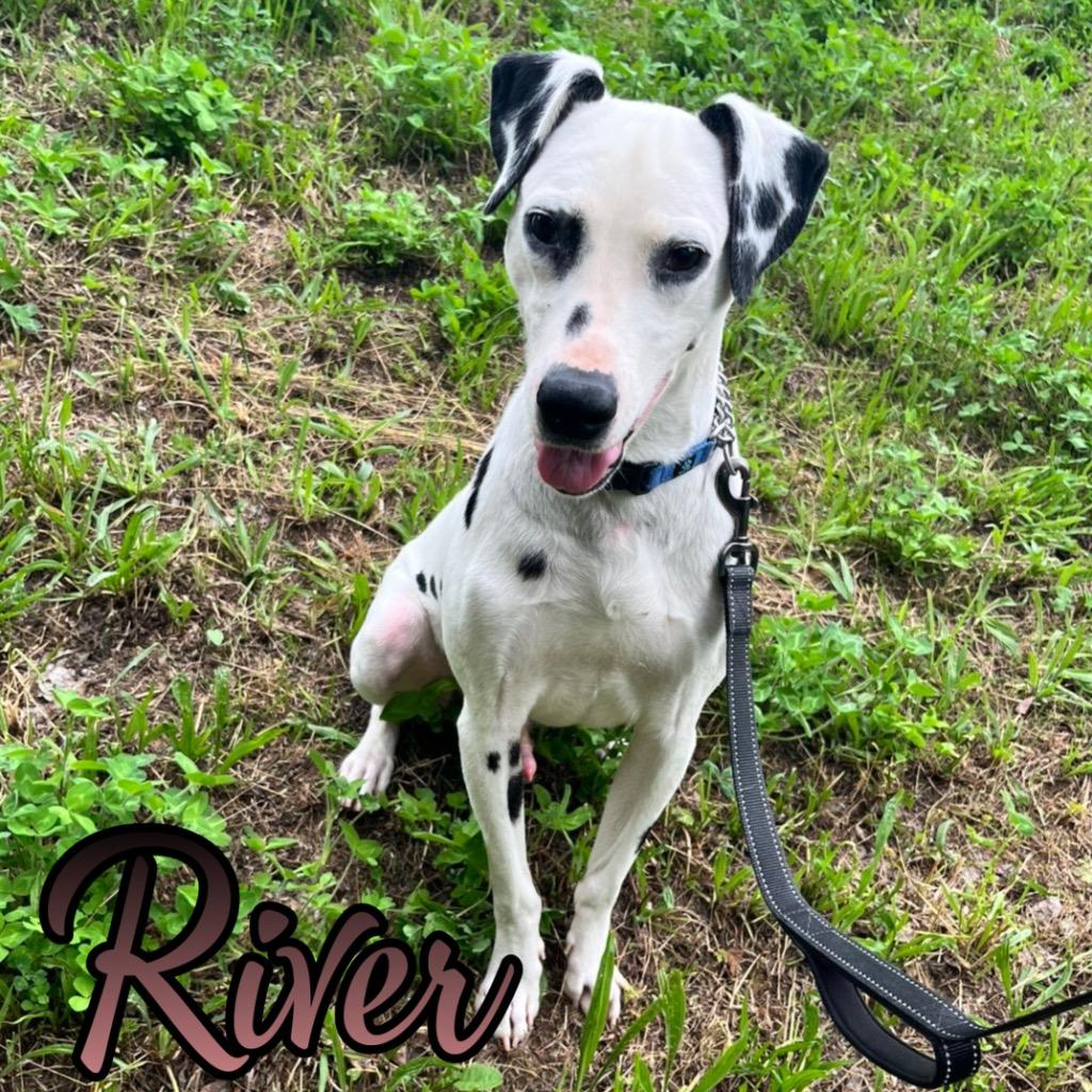 Enlarge River, a Adoptable Dalmatian in Hillsboro, OH image 2/5