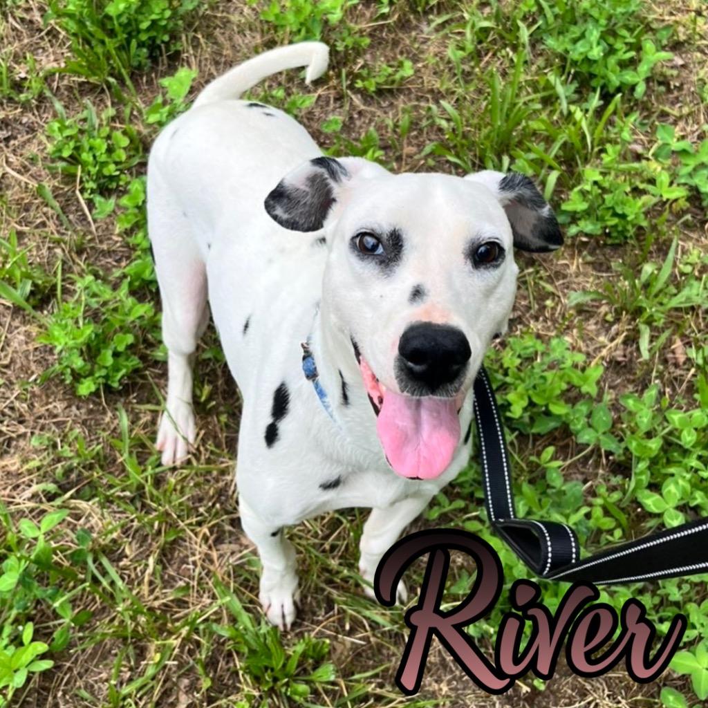 Enlarge River, a Adoptable Dalmatian in Hillsboro, OH image 3/5