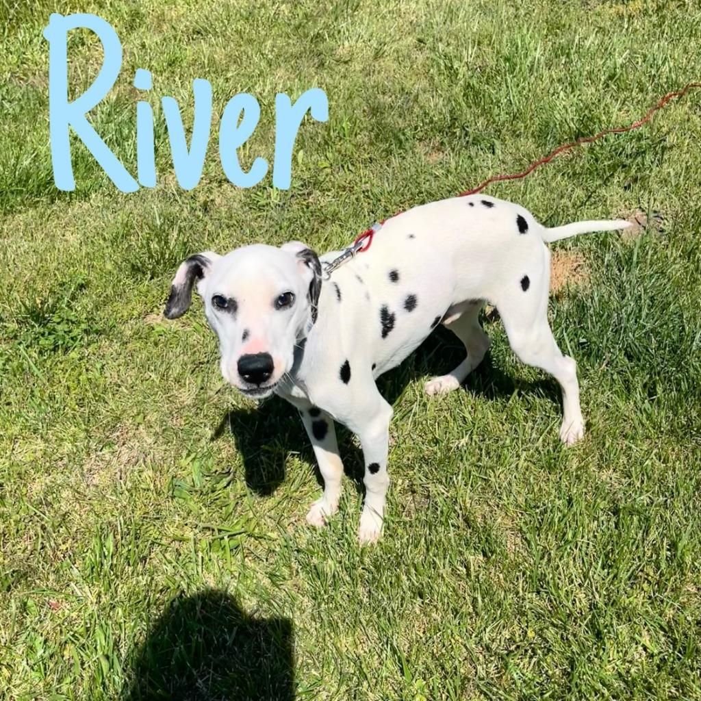 Enlarge River, a Adoptable Dalmatian in Hillsboro, OH image 4/5