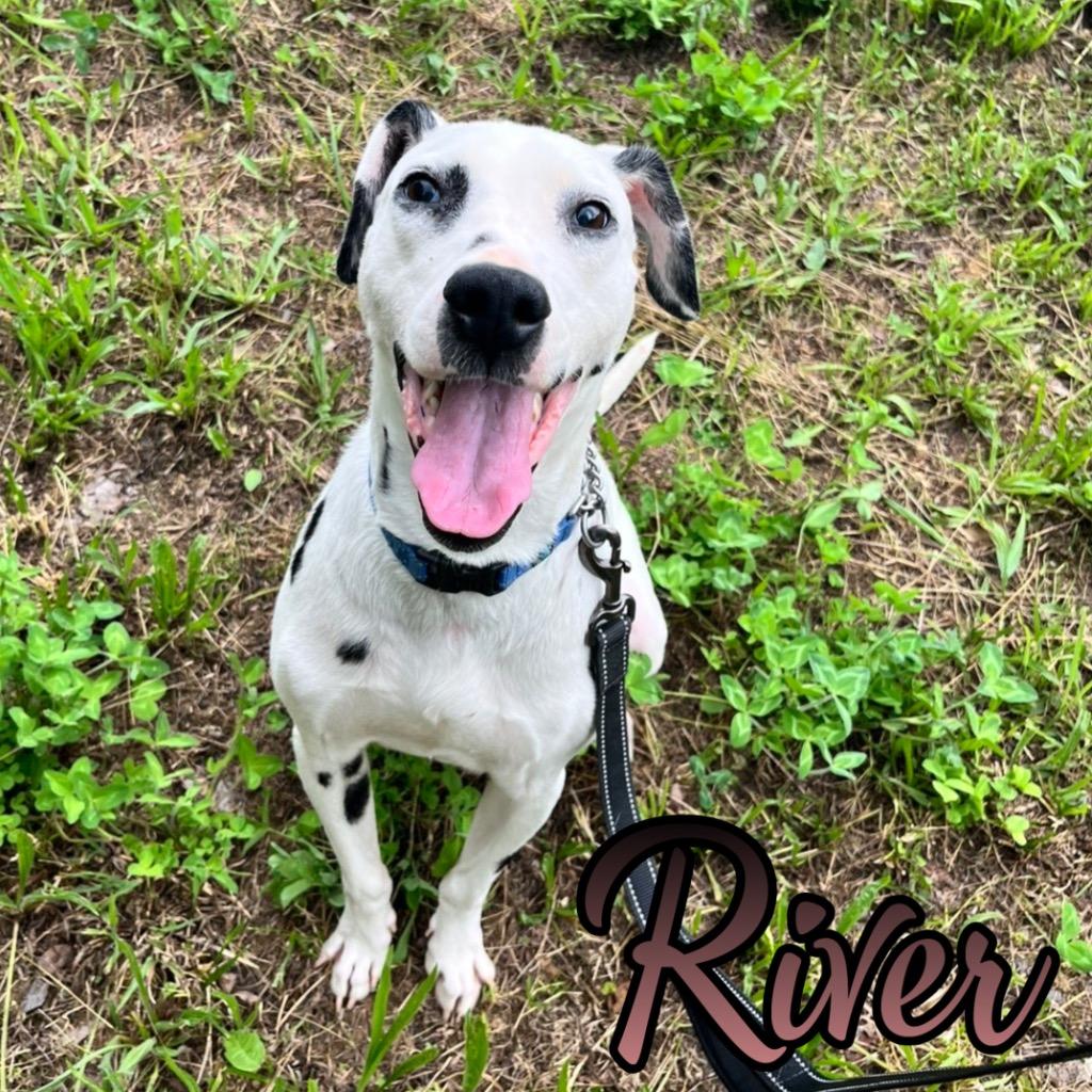 Enlarge River, a Adoptable Dalmatian in Hillsboro, OH image 5/5