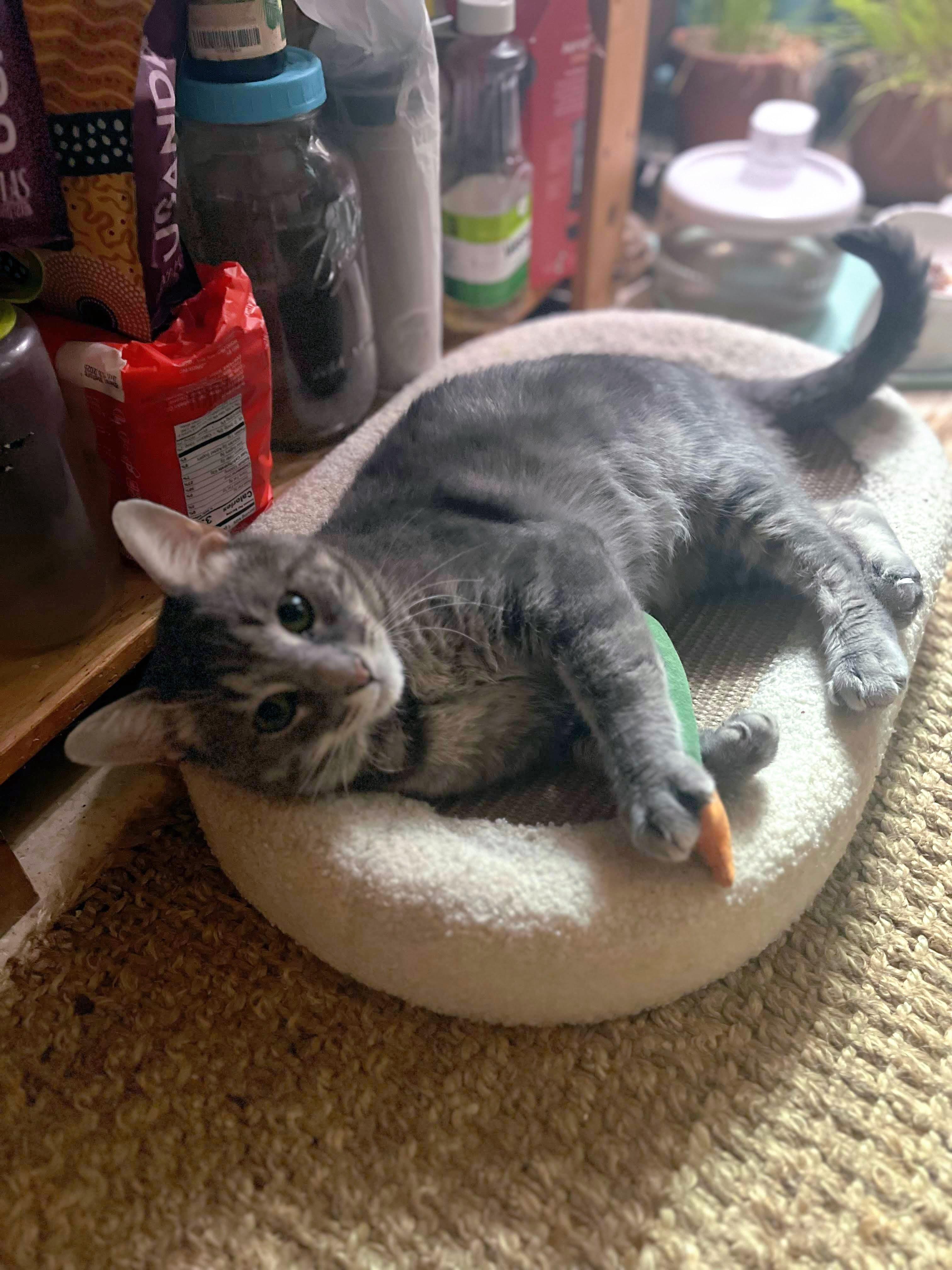 Ollie, a Adoptable American Shorthair in Brooklyn, NY image 1/6