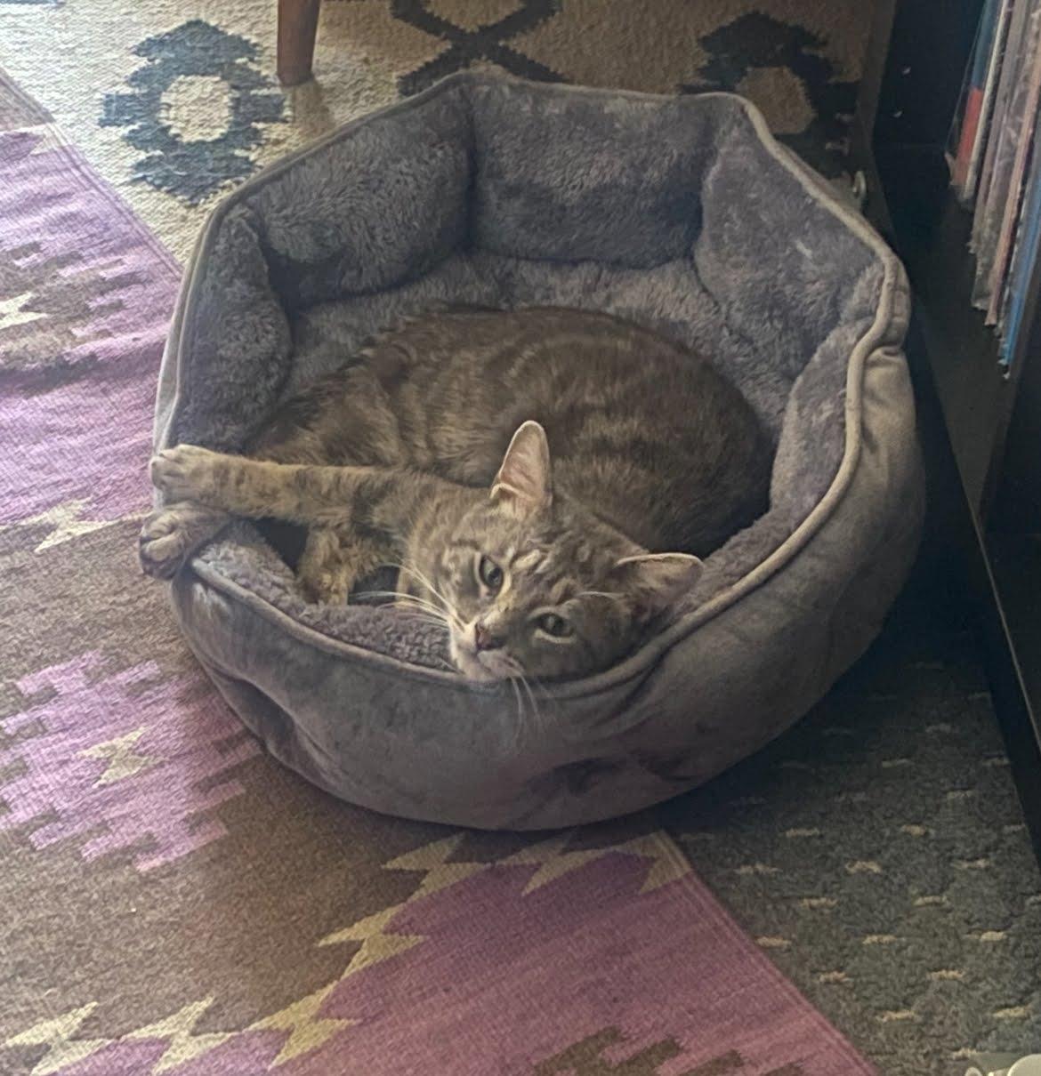 Ollie, a Adoptable American Shorthair in Brooklyn, NY image 4/6