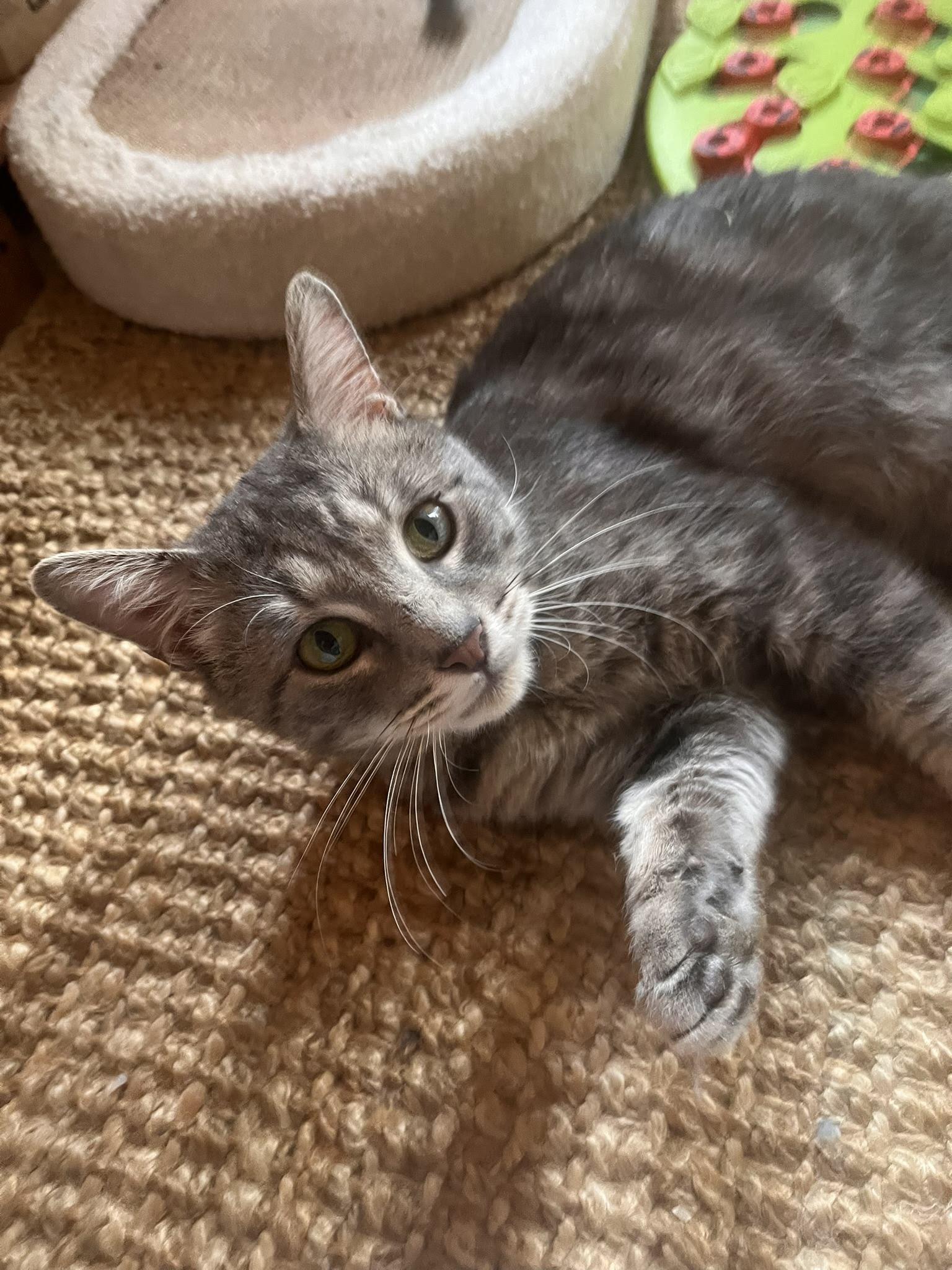 Ollie, a Adoptable American Shorthair in Brooklyn, NY image 3/6