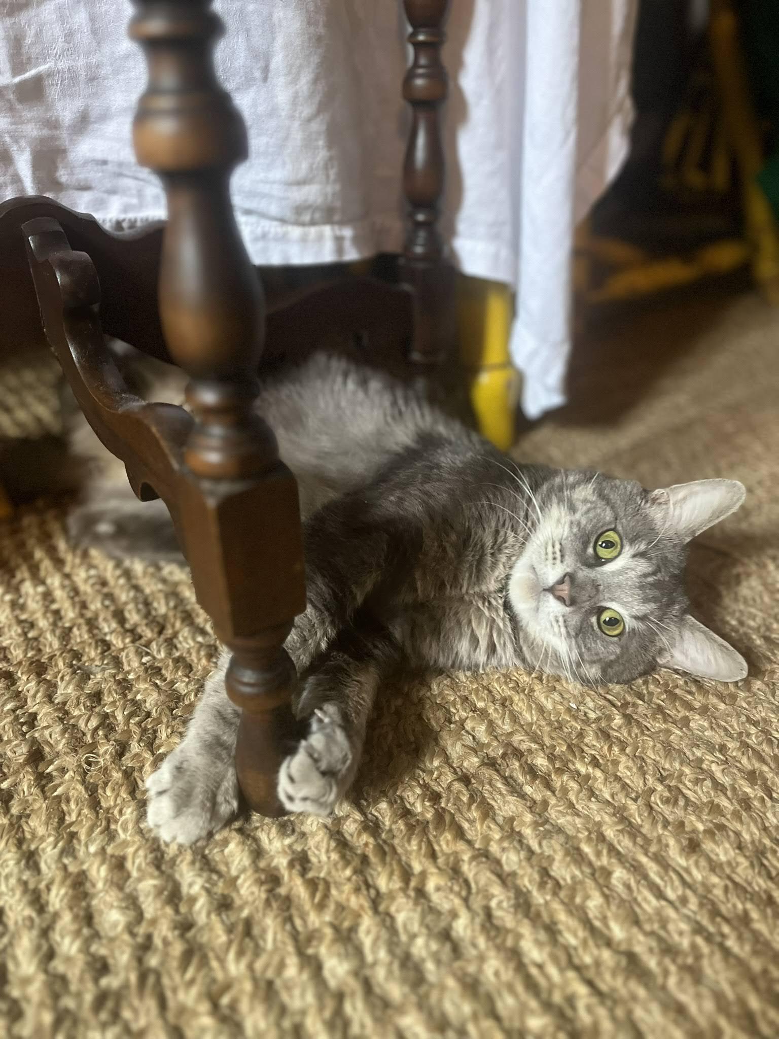 Ollie, a Adoptable American Shorthair in Brooklyn, NY image 2/6