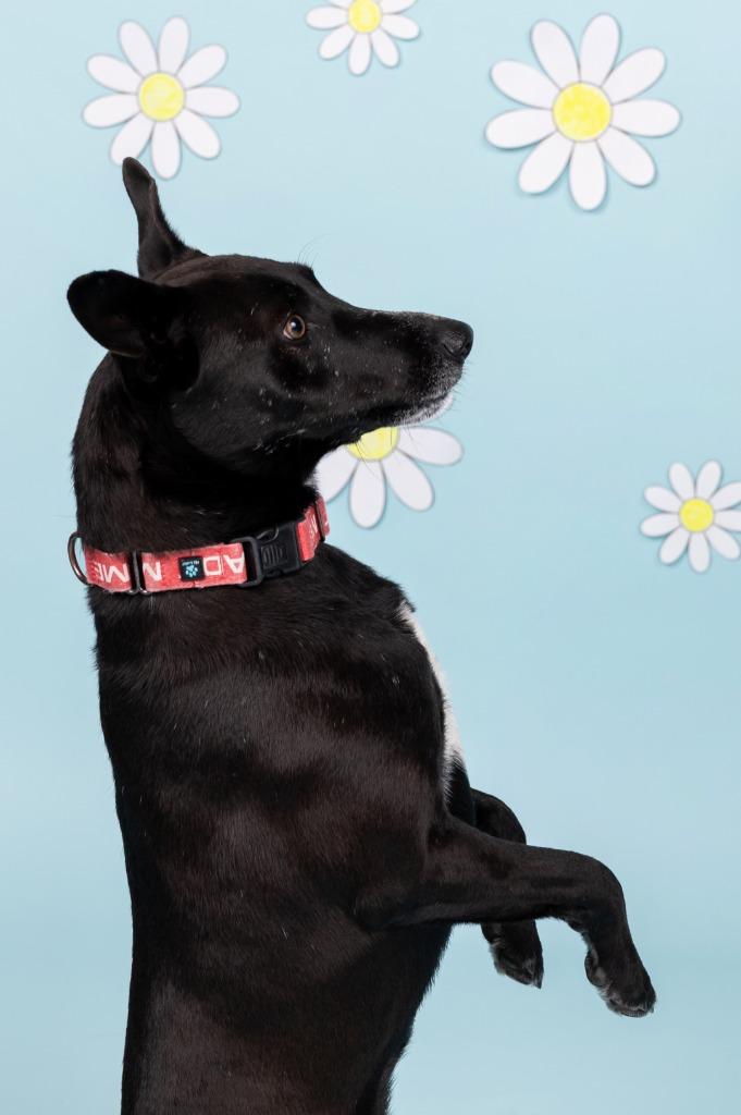 Jeremy, Adoptable, Adult Male Shepherd & Retriever.