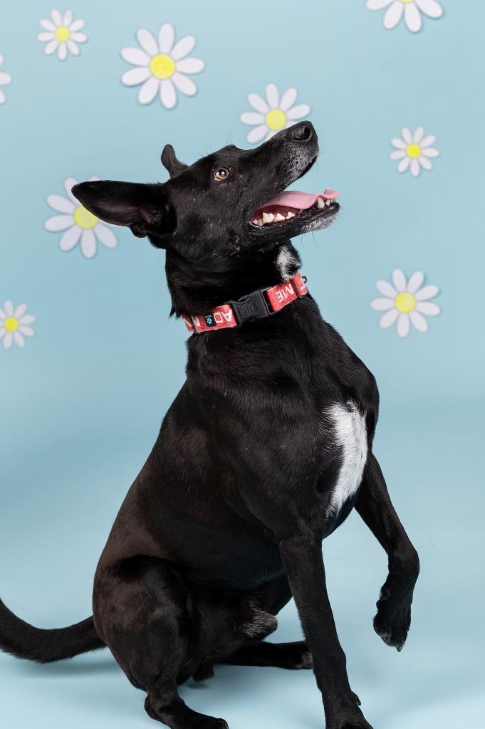 Enlarge Jeremy, a Adoptable mixed breed in Sandusky, OH image 2/5