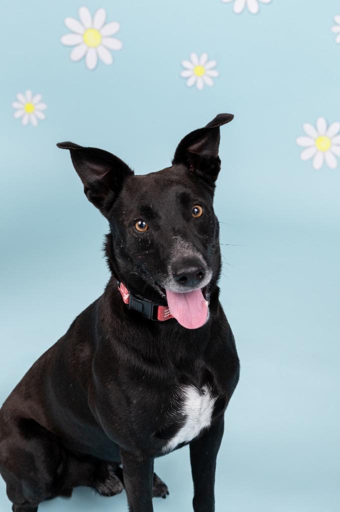 Enlarge Jeremy, a Adoptable mixed breed in Sandusky, OH image 3/5