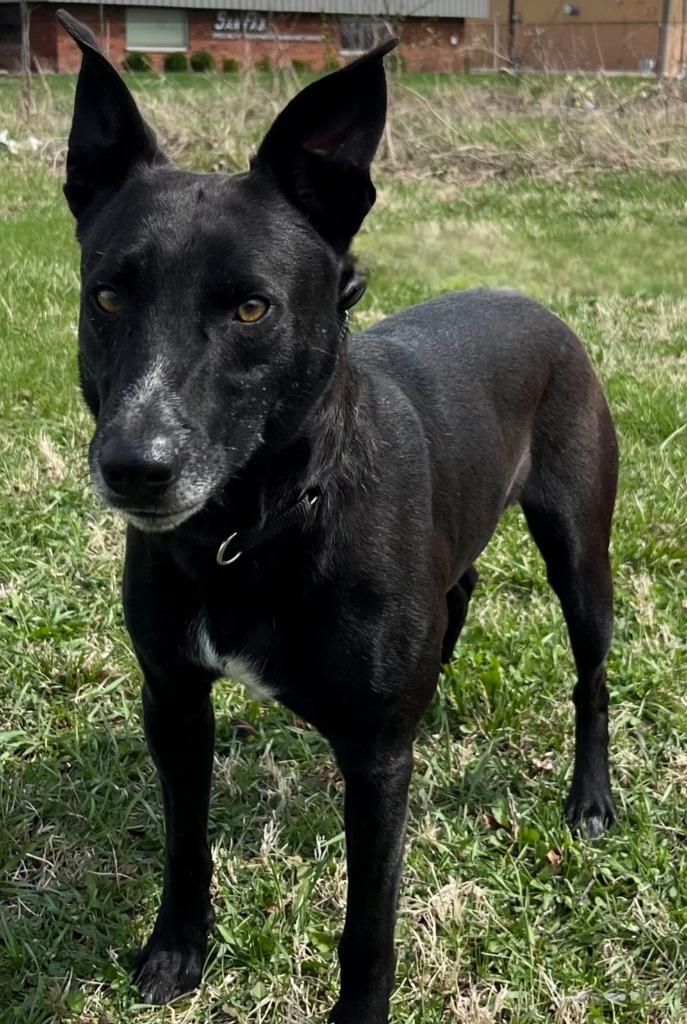 Jeremy, Adoptable, Adult Male Labrador Retriever & Shepherd.
