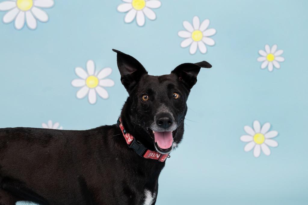 Enlarge Jeremy, a Adoptable mixed breed in Sandusky, OH image 5/5