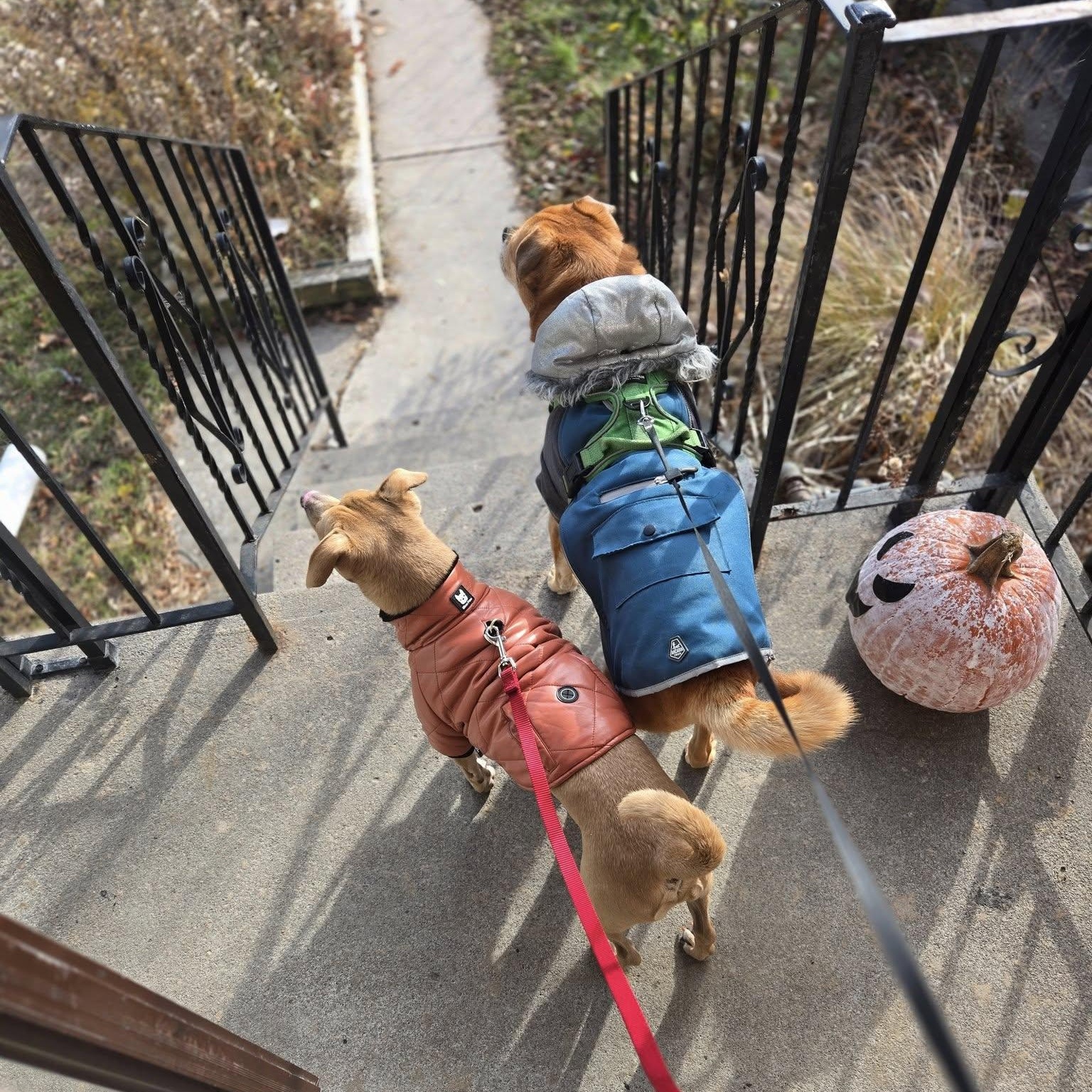 Petey, a Adoptable mixed breed in Woodstock, ON image 5/5