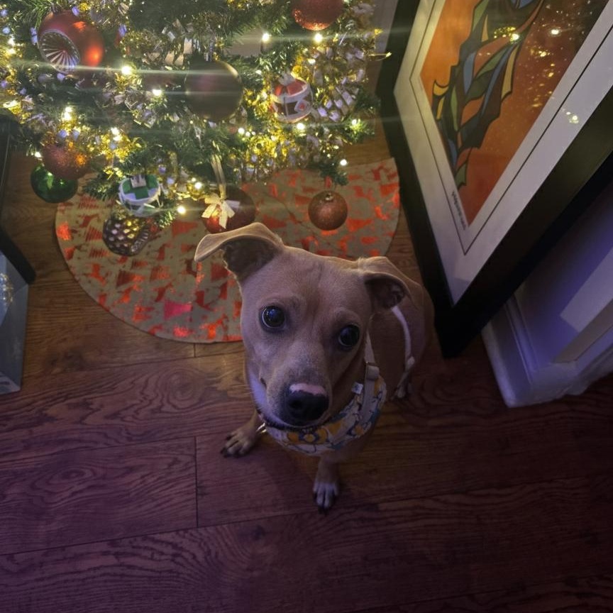 Petey, a Adoptable mixed breed in Woodstock, ON image 3/5