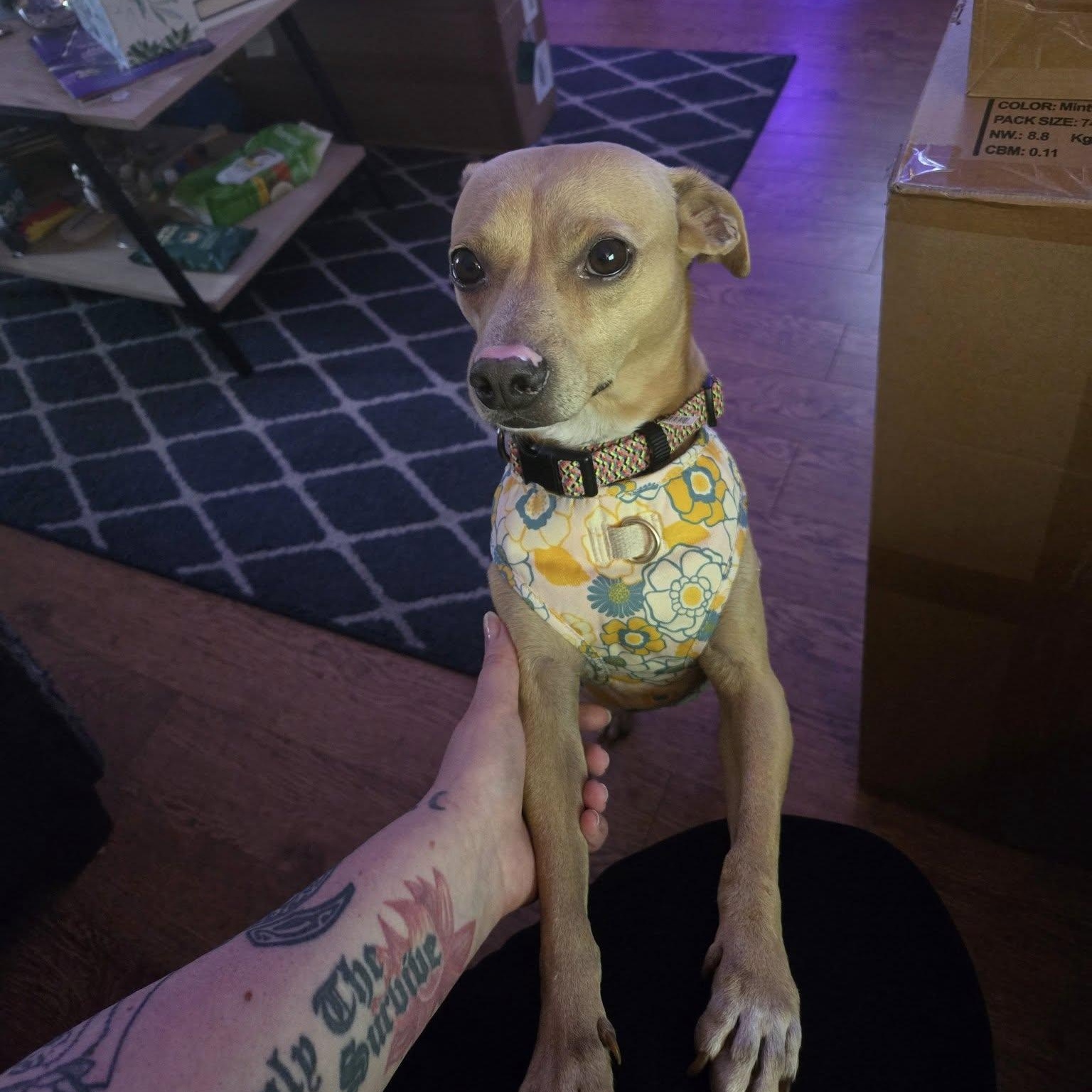 Petey, a Adoptable mixed breed in Woodstock, ON image 2/5