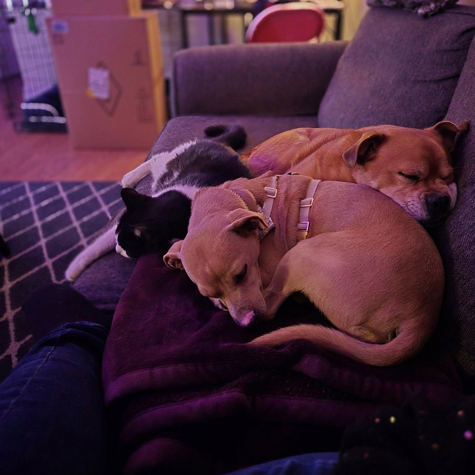 Petey, a Adoptable mixed breed in Woodstock, ON image 4/5