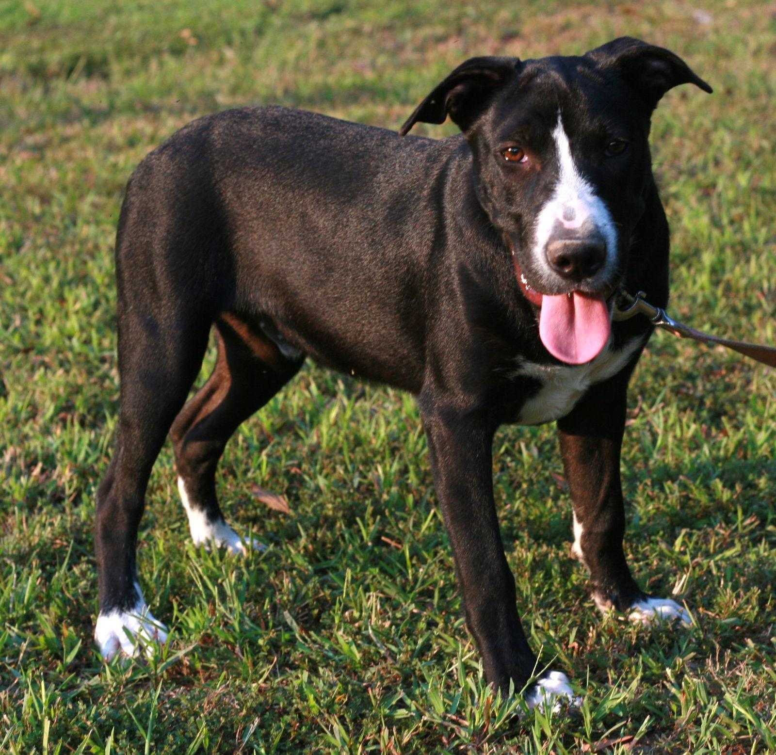 Enlarge Colton, a Adoptable mixed breed in Attalla, AL image 3/3