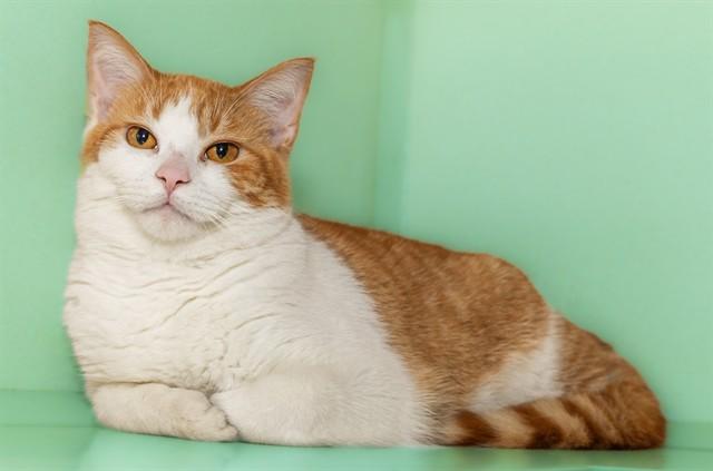 ROGER, Adoptable, Young Male Domestic Short Hair & Domestic Short Hair.