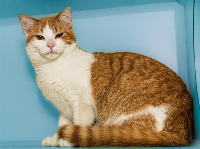 Enlarge ROGER, a Adoptable mixed breed in Cookeville, TN image 1/1