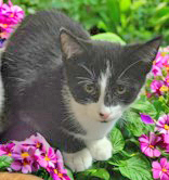 Kevin, Baby Male Domestic Short Hair