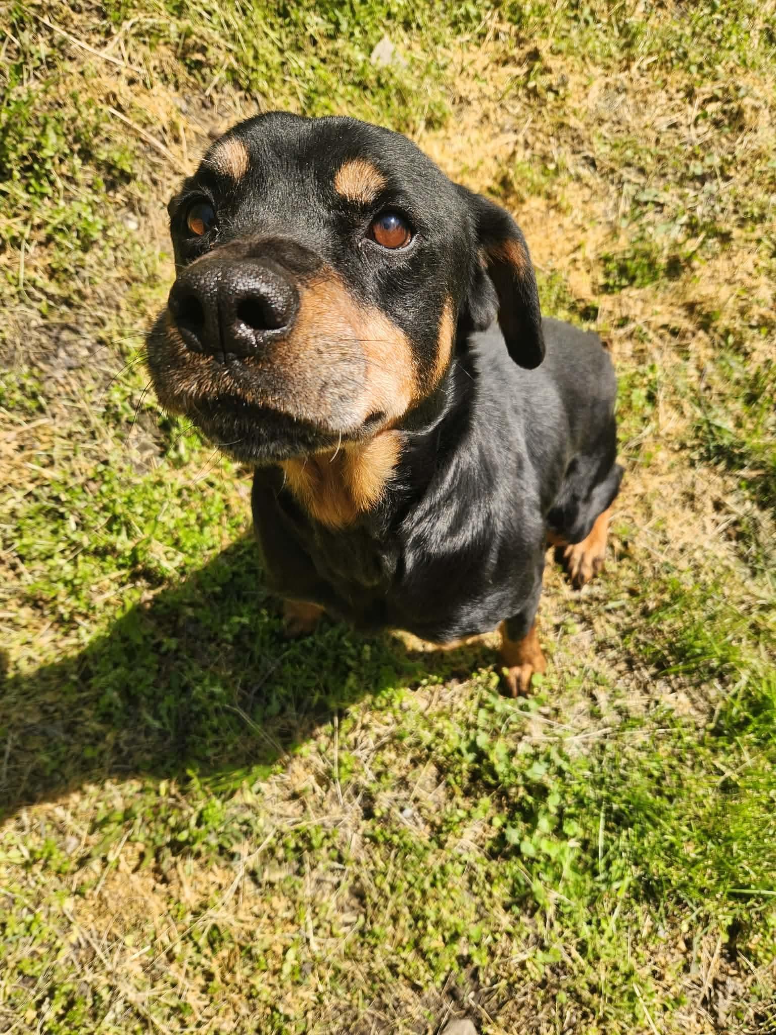 Tequila, Adoptable, Senior Female Rottweiler.