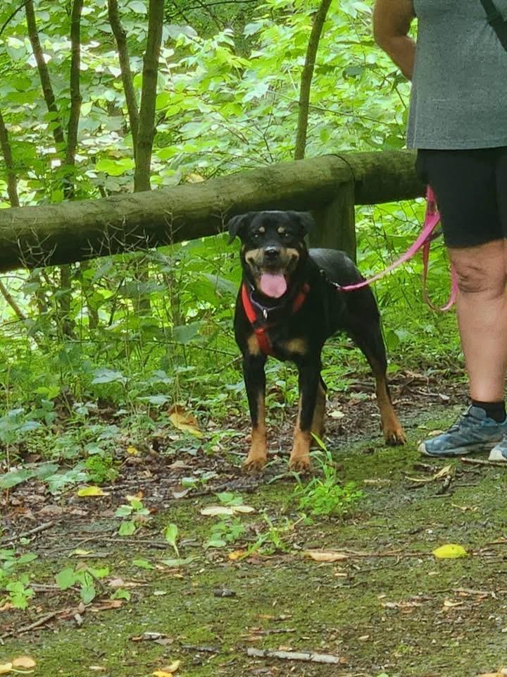 Tequila, a Adoptable Rottweiler in North Huntingdon, PA image 2/2
