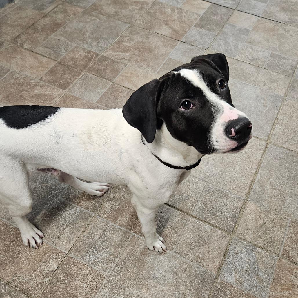 Enlarge Billy, a Adoptable mixed breed in Homer, NY image 1/2