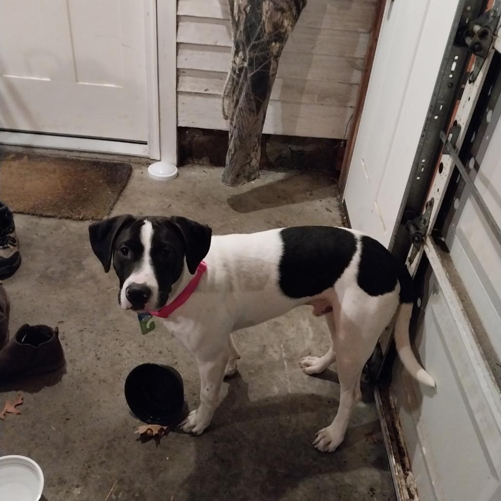 Enlarge Billy, a Adoptable mixed breed in Homer, NY image 2/2