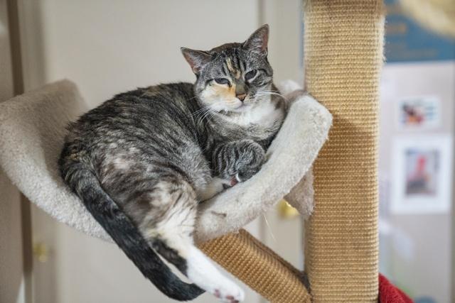 Maggie, Adoptable, Senior Female Domestic Short Hair.