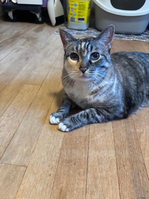 Enlarge Maggie, a Adoptable Domestic Short Hair in Portland, OR image 2/5