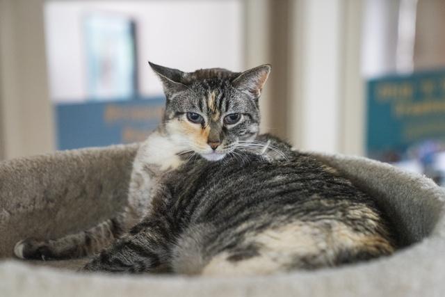 Enlarge Maggie, a Adoptable Domestic Short Hair in Portland, OR image 3/5