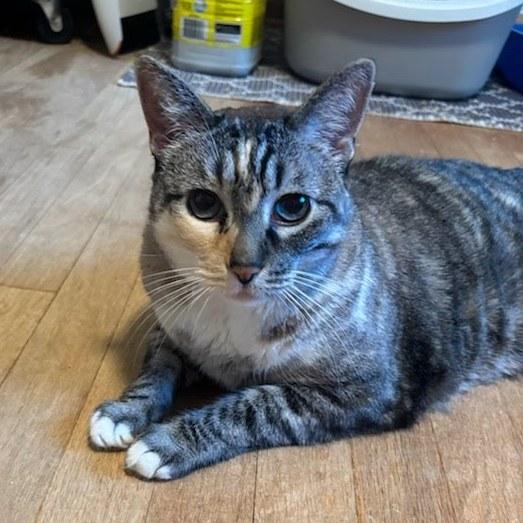 Enlarge Maggie, a Adoptable Domestic Short Hair in Portland, OR image 4/5