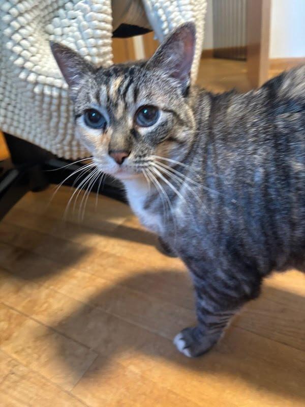 Enlarge Maggie, a Adoptable Domestic Short Hair in Portland, OR image 5/5