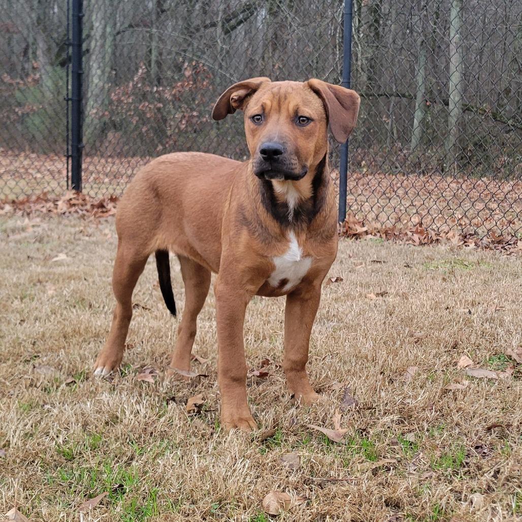 Peggy, Adoptable, Young Female Hound.