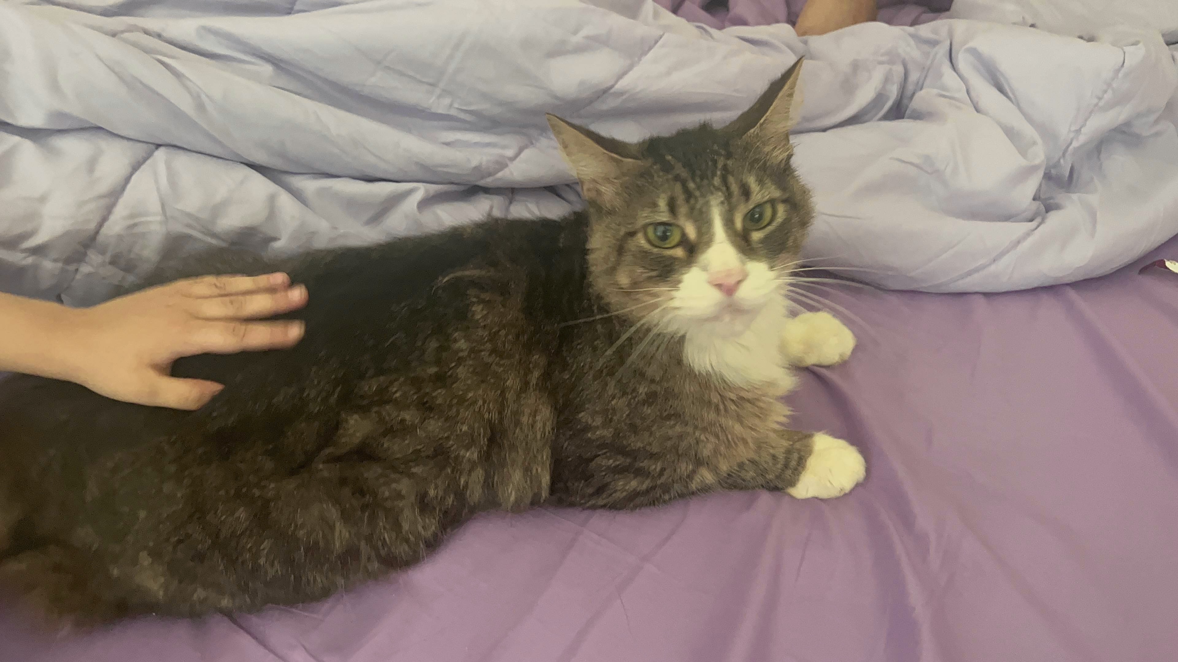 Enlarge Snuggles, a Adoptable Domestic Short Hair in Colorado Springs, CO image 1/1