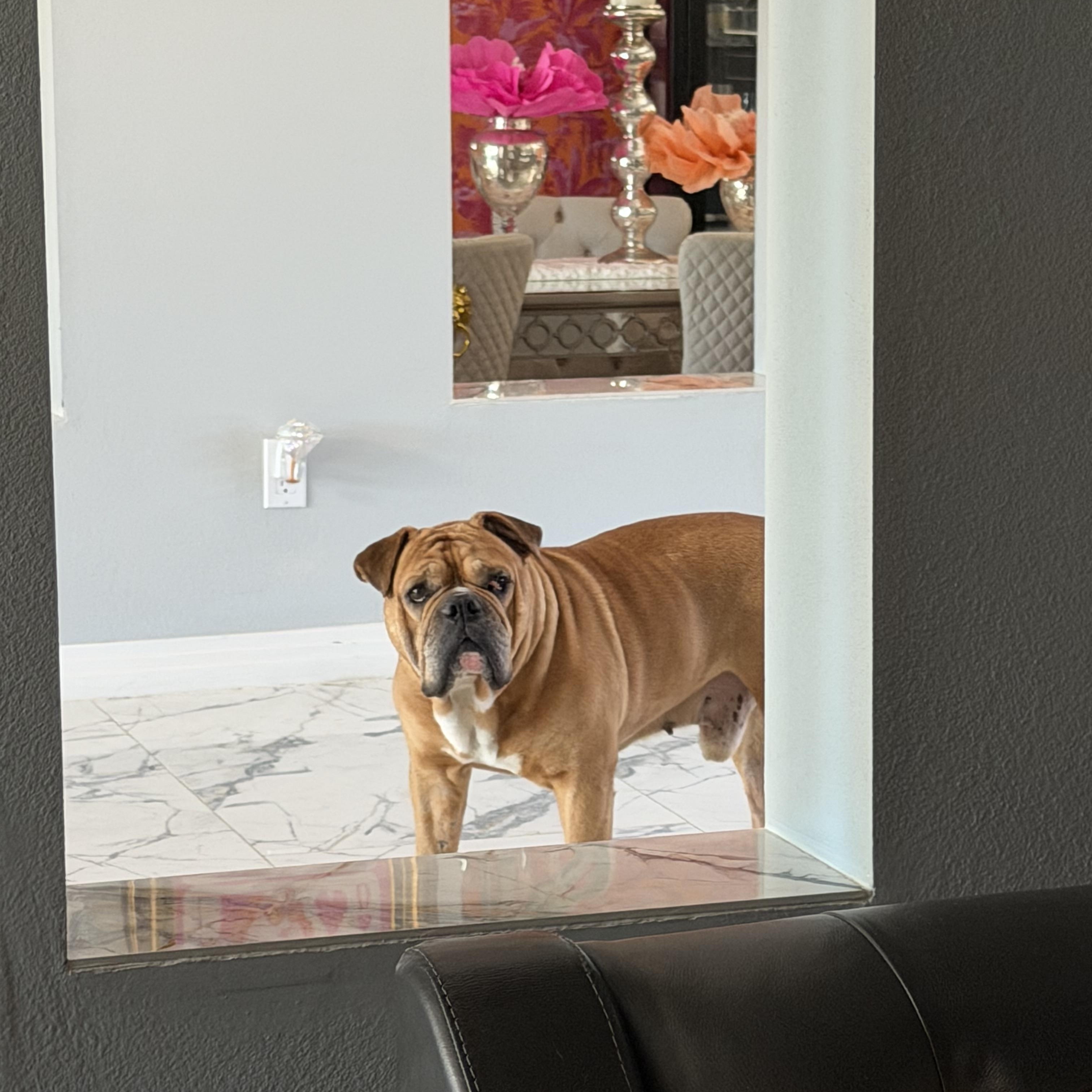 Enlarge Apollo, a ADOPTABLE English Bulldog in Las Vegas, NV image 3/4