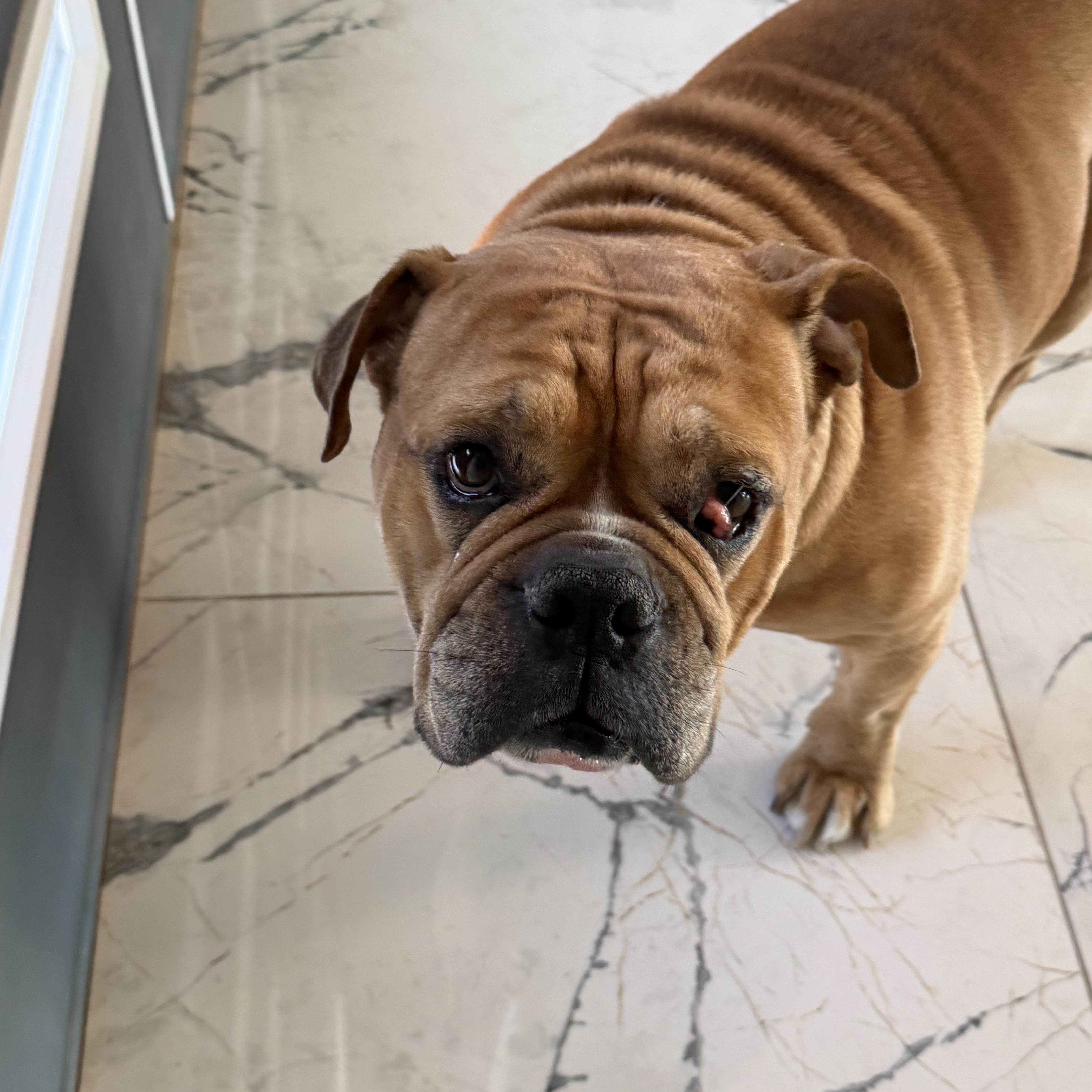 Enlarge Apollo, a ADOPTABLE English Bulldog in Las Vegas, NV image 4/4