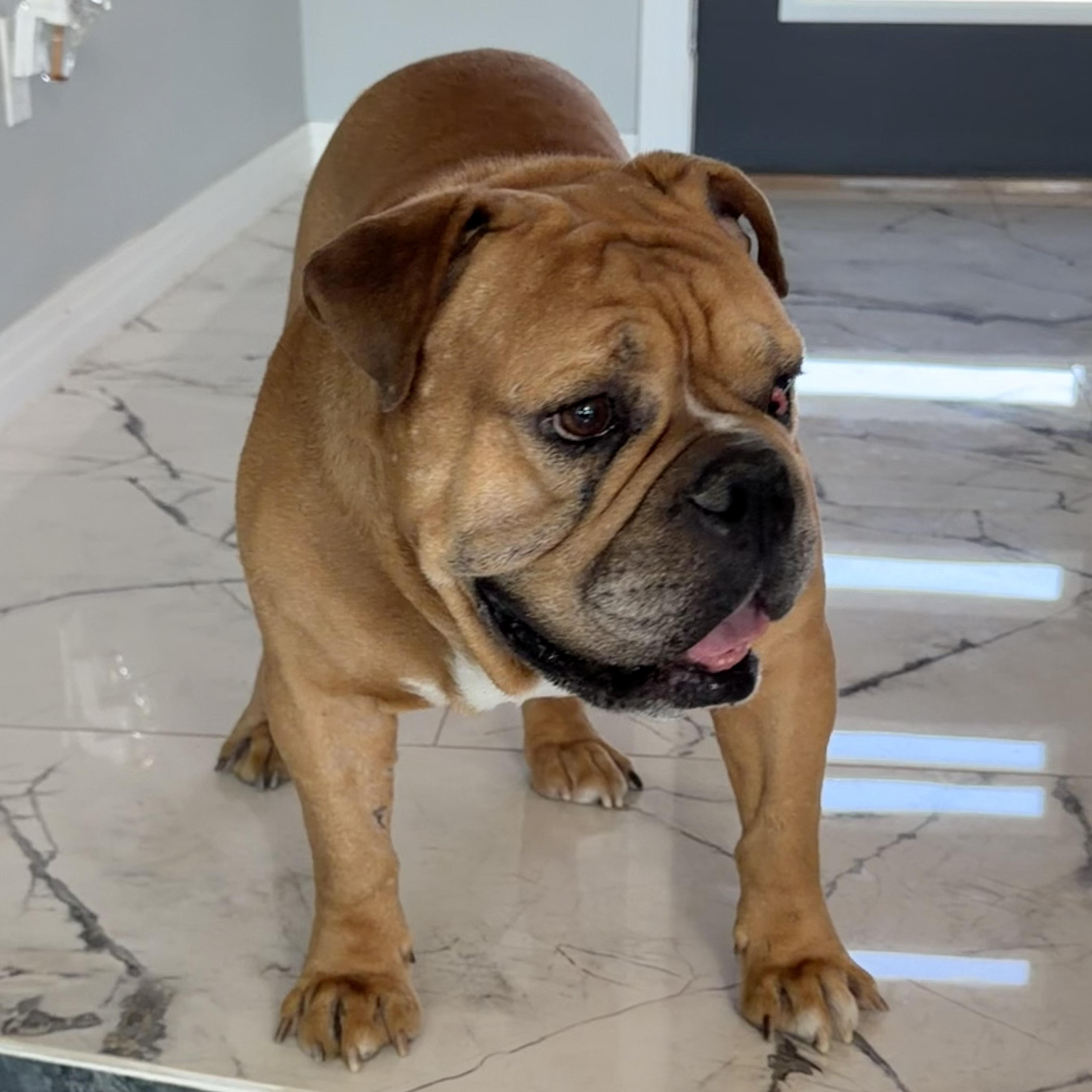 Enlarge Apollo, a ADOPTABLE English Bulldog in Las Vegas, NV image 2/4