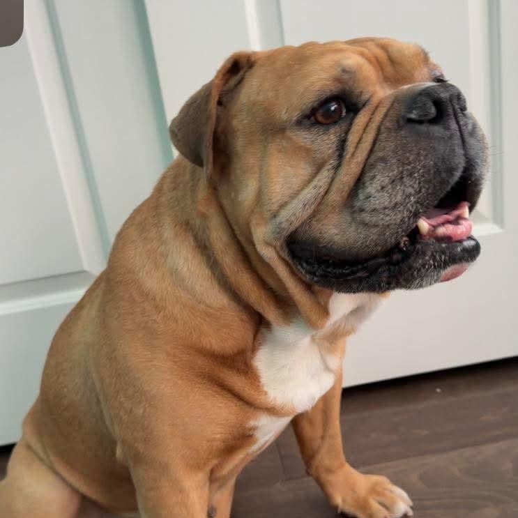 Enlarge Apollo, a ADOPTABLE English Bulldog in Las Vegas, NV image 1/4