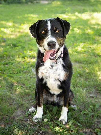 Hopper, ADOPTABLE, Adult Female Bluetick Coonhound.