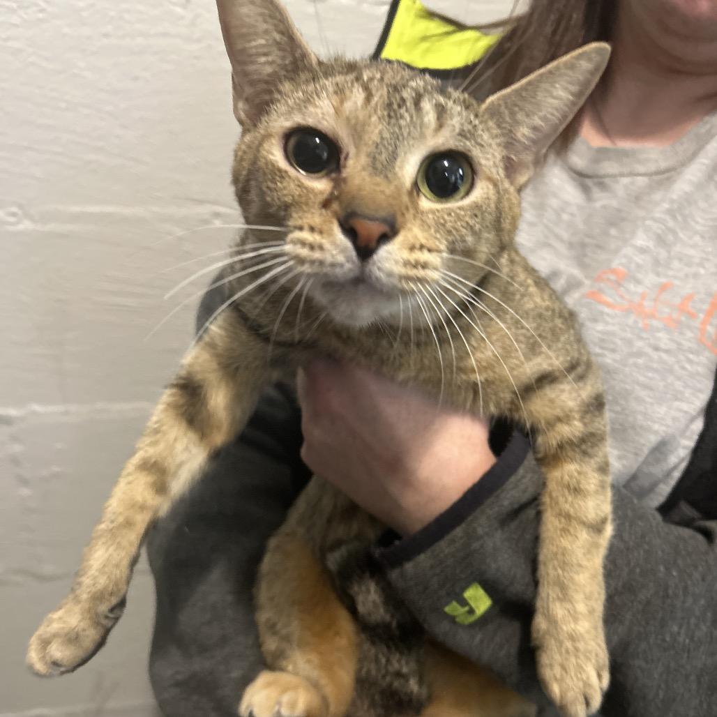 Momma, Adoptable, Young Female Domestic Short Hair.