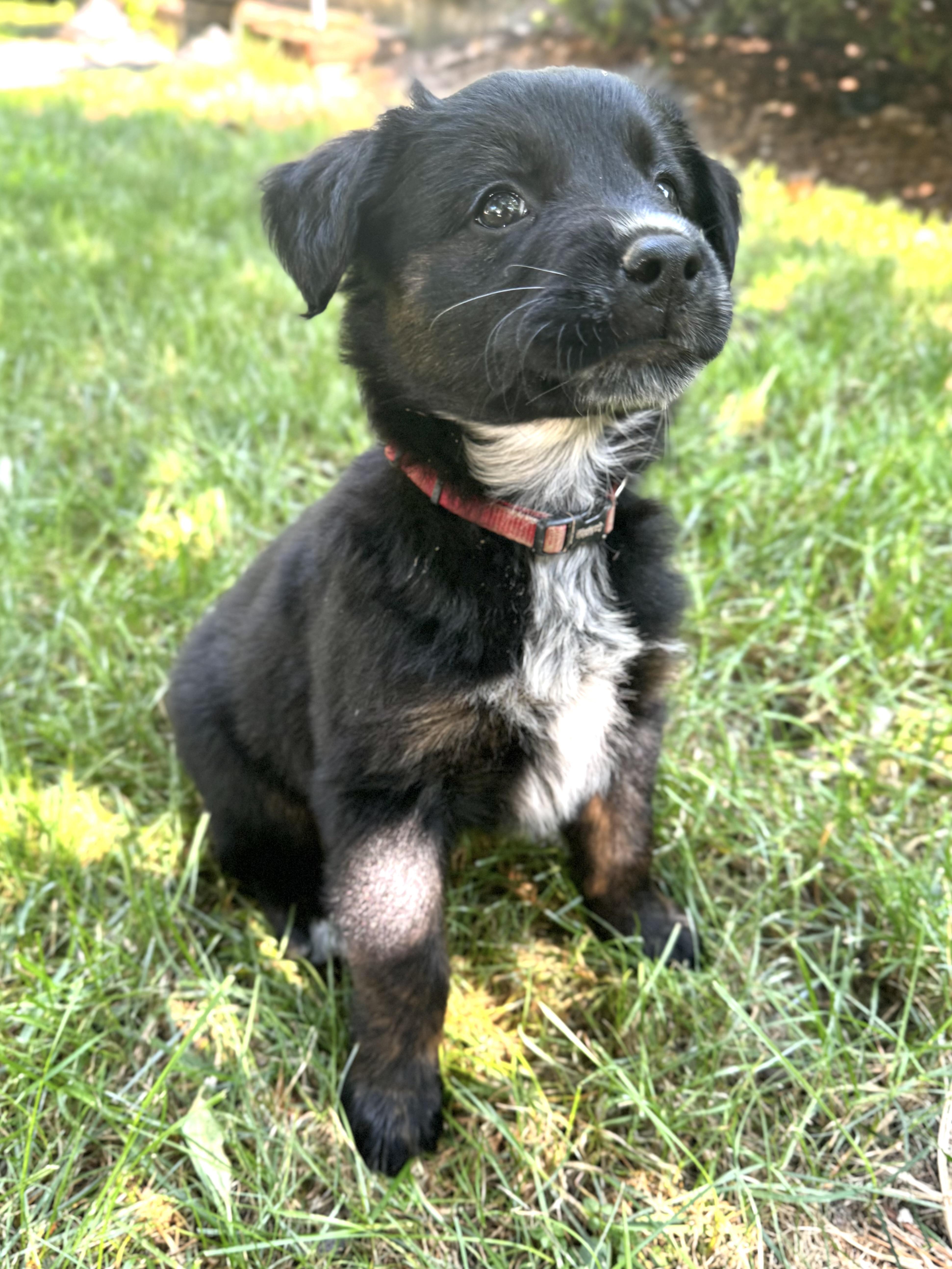 Enlarge Mia, an adopted mixed breed in Sudbury, MA image 3/5