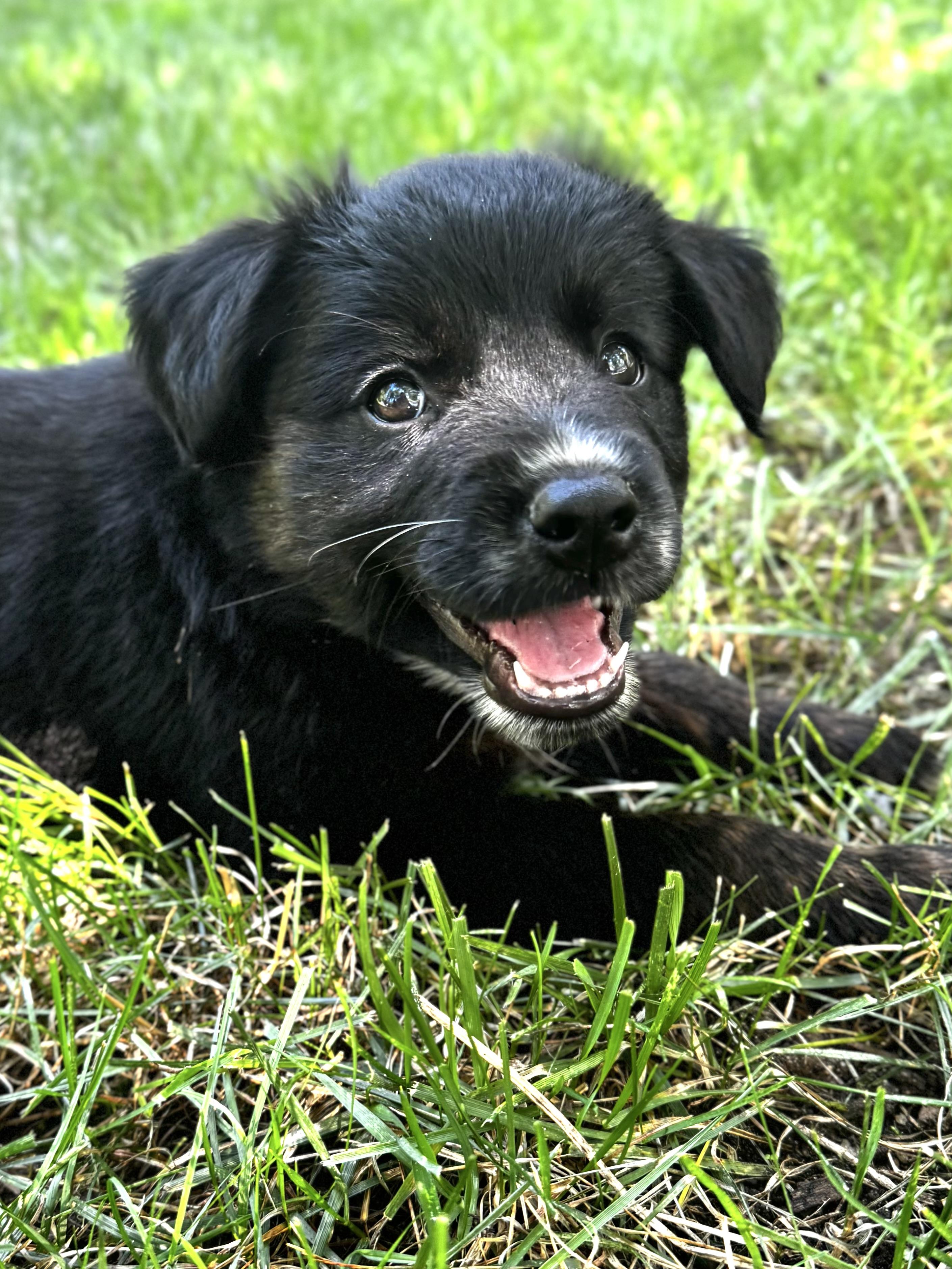 Enlarge Mia, an adopted mixed breed in Sudbury, MA image 4/5