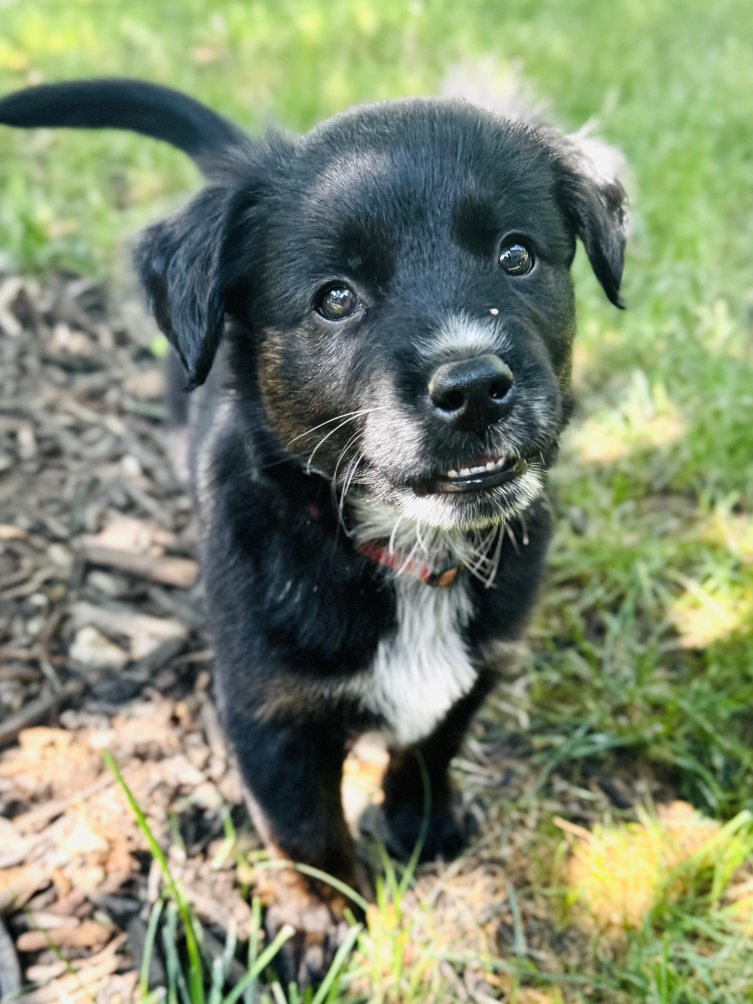 Mia, adopted, Puppy Female Golden Retriever & Cattle Dog.