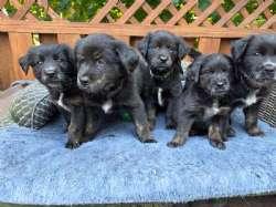 Enlarge Mia, an adopted mixed breed in Sudbury, MA image 5/5