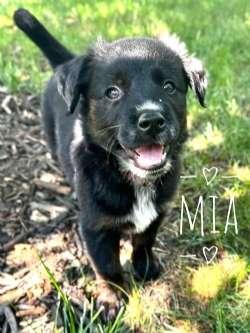 Enlarge Mia, an adopted mixed breed in Sudbury, MA image 2/5