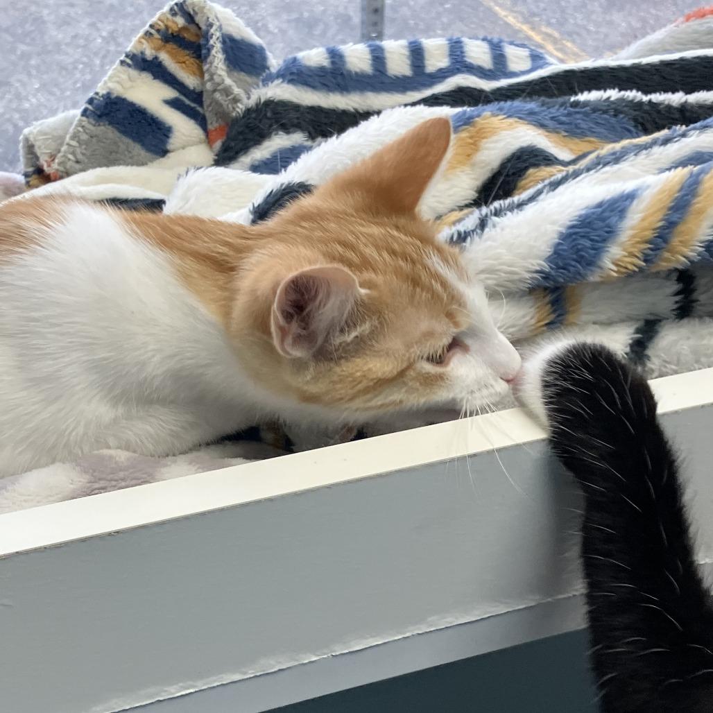 Corn--In Foster, Adoptable, Young Male Domestic Short Hair.