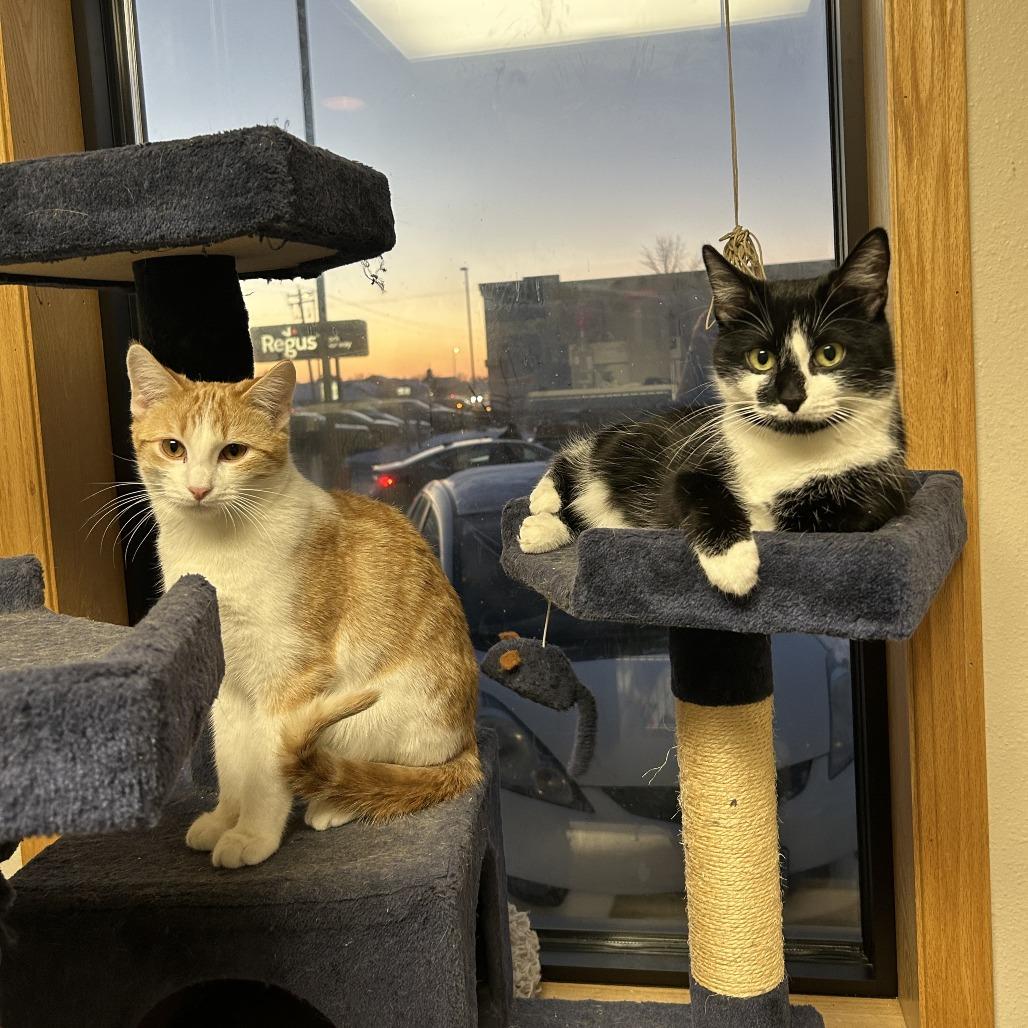 Enlarge Corn--In Foster, a Adoptable Domestic Short Hair in Fargo, ND image 2/4